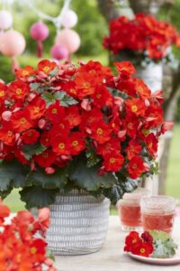 Begonia 'Dreams Garden MacaRouge' (Beekenkamp Plants)