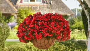Why Begonias Have Been The Backbone of Gardens for More Than a Century