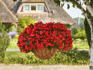 Begonia 'Hula Red' (PanAmerican Seed)