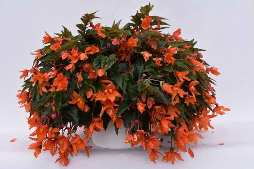 Begonia 'Summer Wings Compact Orange' (Kientzler)