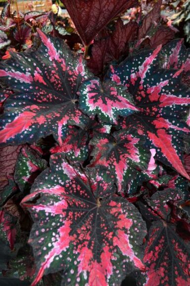 Begonia 'T Rex St Nick' (Terra Nova Nurseries)