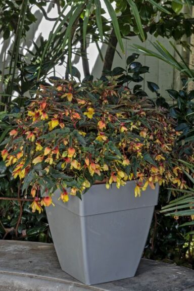 Begonia boliviensis 'Groovy Mellow Yellow' (Benary)