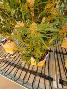 Roll’N Grow (BioTherm Solutions)