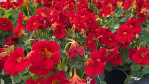 Quick Thoughts From Allan Armitage on CAST 2022