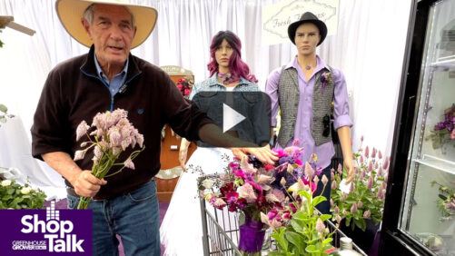 2022 California Spring Trials: Turning Ptilotus Into Cut Flowers at Benary