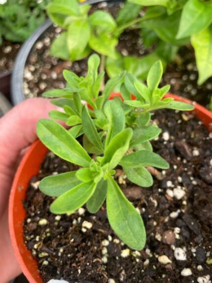 Calibrachoa With Mild Mottle From CPMMV