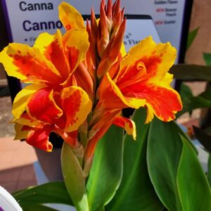 Canna 'Cannova Red Golden Flame' (Ball Ingenuity)