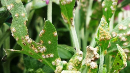 Treatment Tips for Healthy Garden Mums