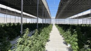 10 New Innovations in Cannabis Growing Technology