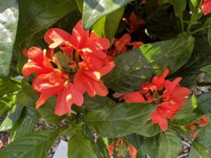 Crossandra 'Watermelon' (Dümmen Orange)