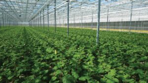 Hydroponic Starter Plant Supplier Acquired by Investment Company