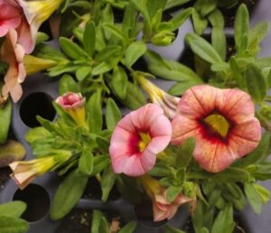 Flower Break From CPMMV