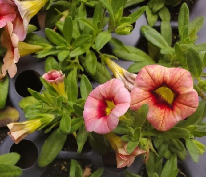 Flower Break From CPMMV