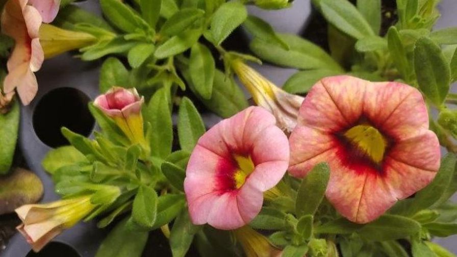 15. Watch Out for This New Calibrachoa Virus