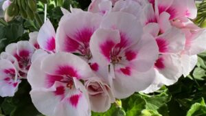 California Spring Trials 2022: Highlights from Dümmen Orange’s Plant Displays