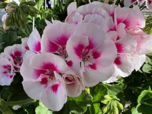 Geranium 'Santana Dark Red White Splash' (Dümmen Orange)