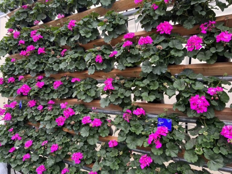 6. Mantra Geranium Series (Syngenta Flowers) 