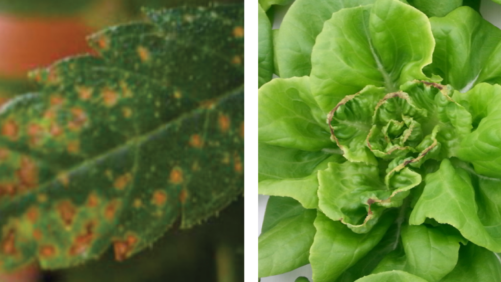 Cannabis Nutritional Needs Go Beyond N-P-K