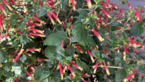 California Spring Trials 2022: PlantHaven, Pacific Plug & Liner, and Suntory Flowers Rock New Plants at Santa Barbara Polo Club