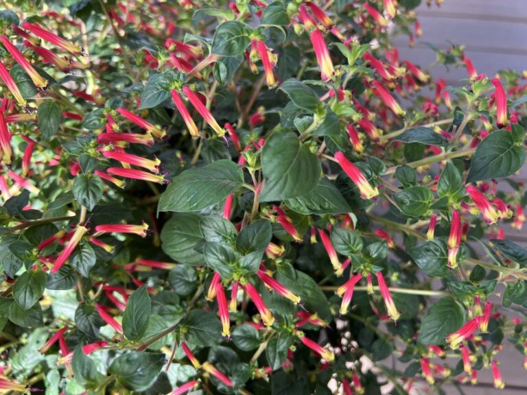 Cuphea ‘Hummingbird’s Lunch’ (PlantHaven)