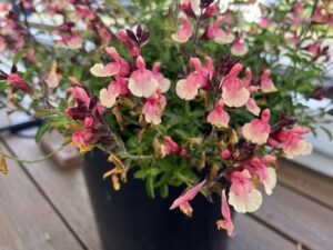 Salvia ‘Vibe Ignition Sunrise’ (PlantHaven)