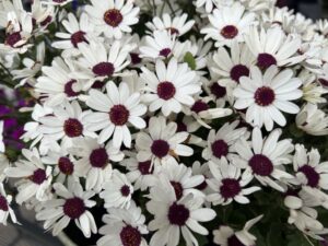 Pericallis ‘Senetti White Red Heart’ (Suntory Flowers)