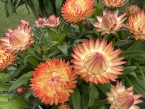 Bracteantha ‘Granvia Peachy Keen’ (Suntory Flowers)