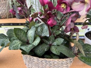 Helleborus ‘Winter’s Angels Vibey Velvet’ (Pacific Plug & Liner)