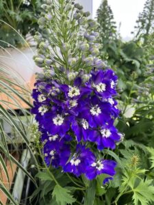 Delphinium ‘Delgenius Blue Fabulosa’ (Pacific Plug & Liner)