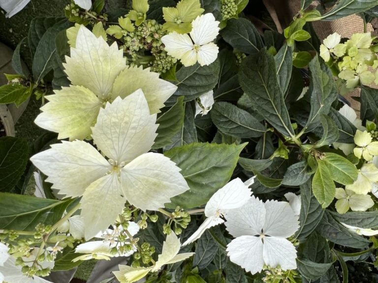 Hydrangea ‘Princess Bride’ (Plant Development Services)