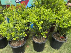 Better Boxwood (Plant Development Services)