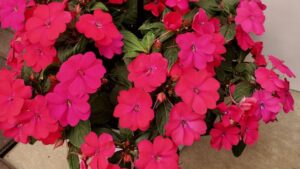 2022 California Spring Trials: Top Ten Plants from Ball Horticultural