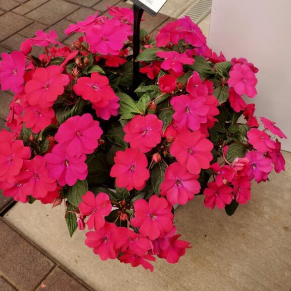 4. 2022 California Spring Trials: Top Ten Plants from Ball Horticultural