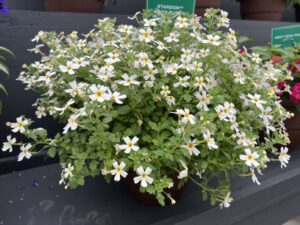 8. Jamesbrittania ‘Stardom White Fusion’ (Danziger)