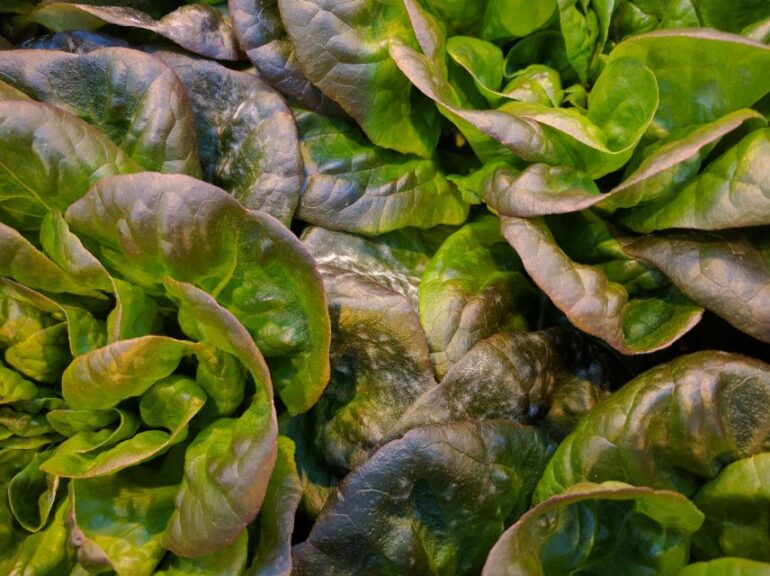 #2: Top Greenhouse Powdery Mildew Control Strategies You Need to Know