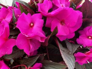 New Guinea Impatiens 'MegaGuinea Purple' (Dümmen Orange)