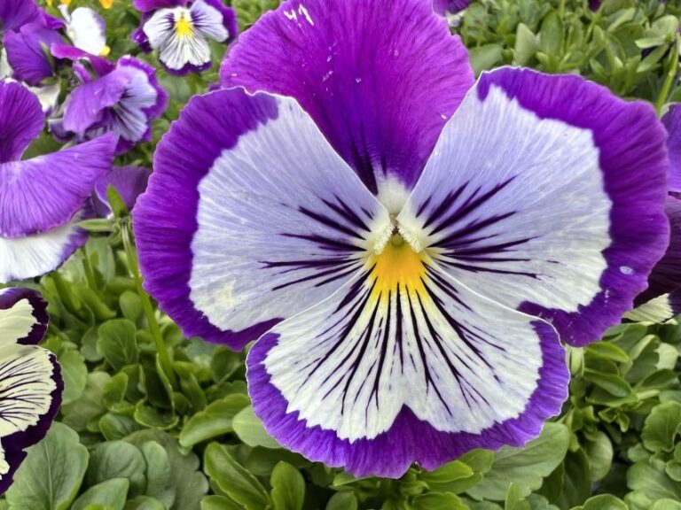 7. Cats Pansy Plus Series (Ernst Benary of America)