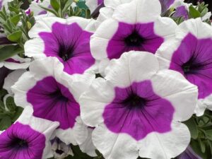 3. Petunia ‘Rimarkable’ (Danziger) 