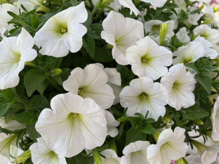 Petunia 'Smartunia White' (Dümmen Orange)