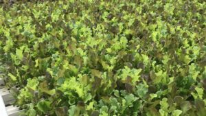 Win the Race to Market With Greenhouses Engineered for Strawberries and Lettuce