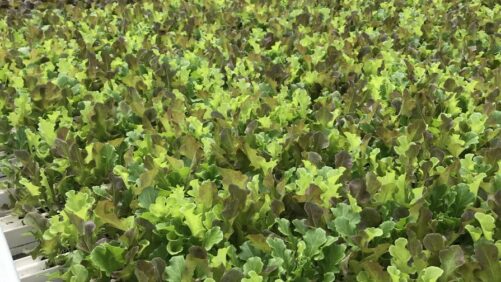 Win the Race to Market With Greenhouses Engineered for Strawberries and Lettuce