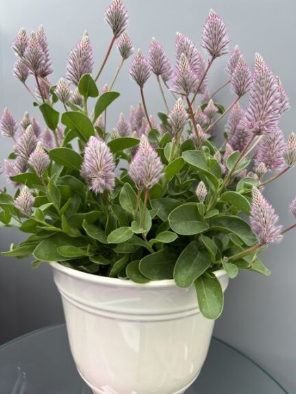 1. Ptilotus 'Matilda' (Ernst Benary of America)