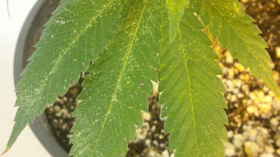 Thrips & Cannabis - How to Identify & Get Rid of It Quickly!
