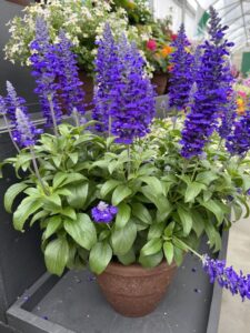 4. Salvia farinacea ‘Sallyfun Blue Lagoon’ (Danziger) 