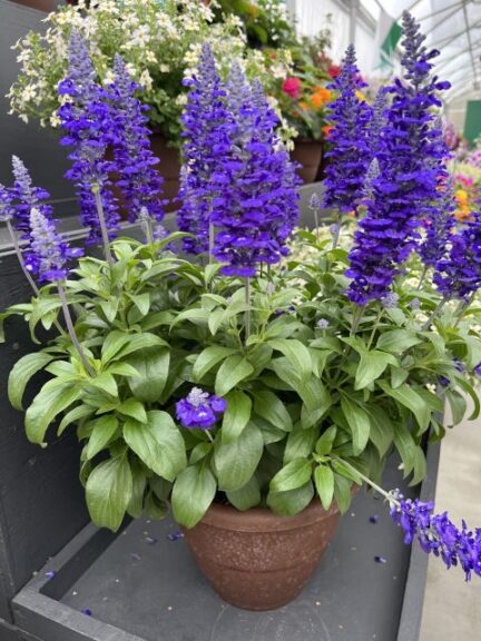 4. Salvia farinacea ‘Sallyfun Blue Lagoon’ (Danziger) 