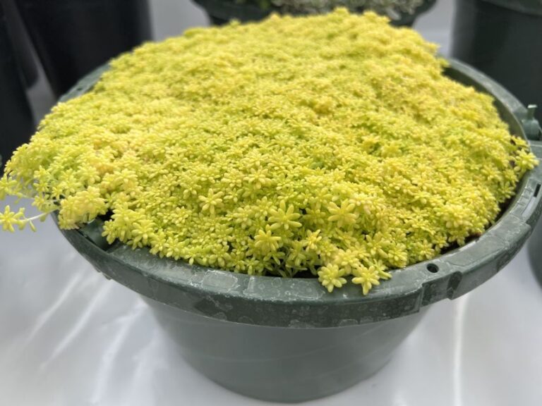 9. Sedum ‘Gold Dust’ (Jaldety) 