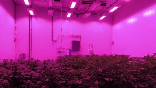 Lessons Two Cannabis Growers Learned From Upgrading Their Greenhouse Lighting