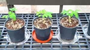 A Sustainable Alternative to Disposing Media in Greenhouse Vegetables