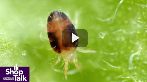The Earliest Warning Sign for Twospotted Spider Mite Is Knowing Your Crop