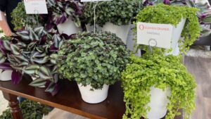 Dümmen Orange Enters Tropicals Market With Its Welcome to the Jungle Program